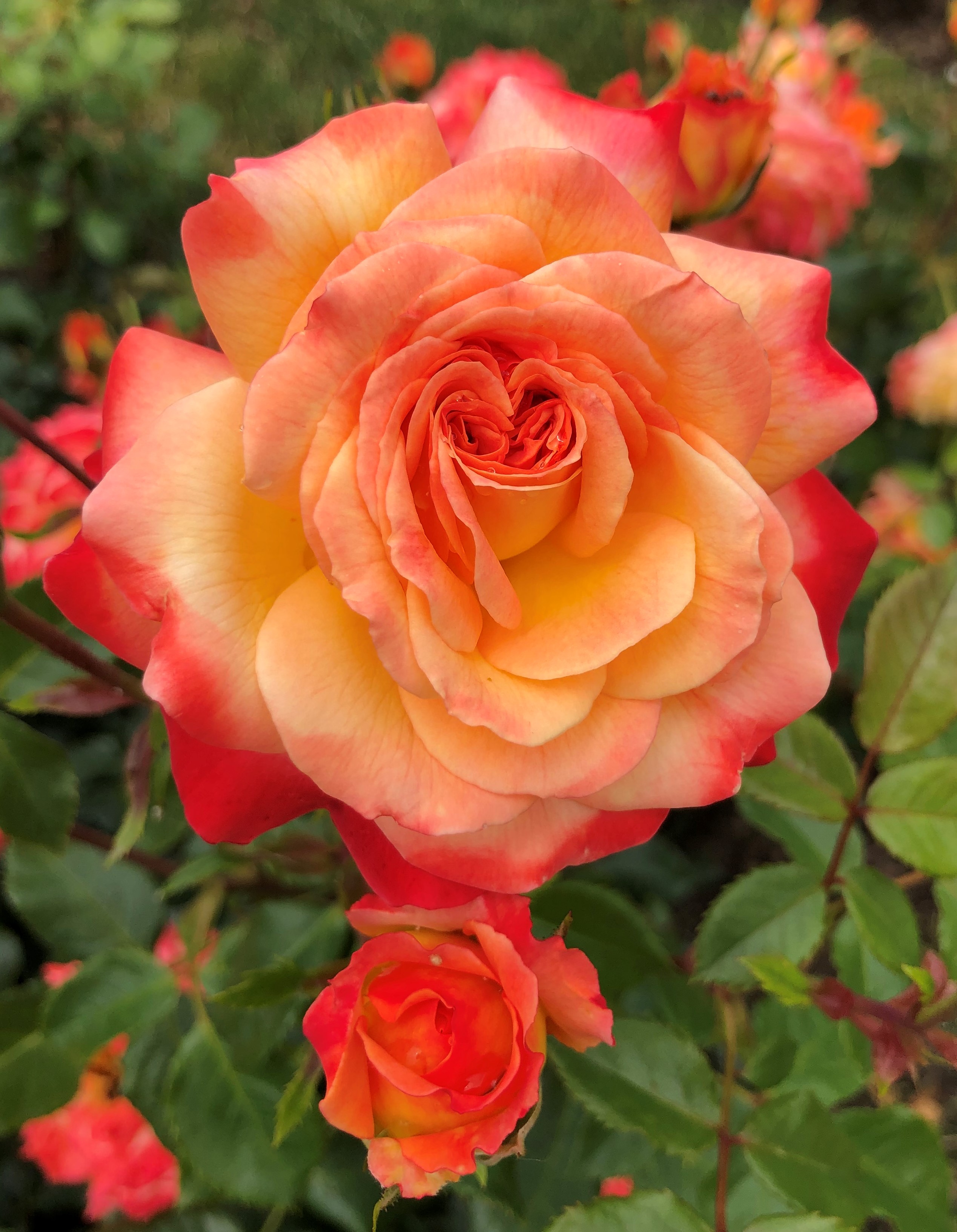 Meteor® Roses UK
